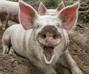 cochon heureux boue